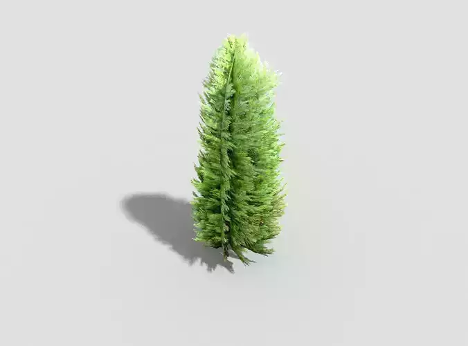 Tree cypress