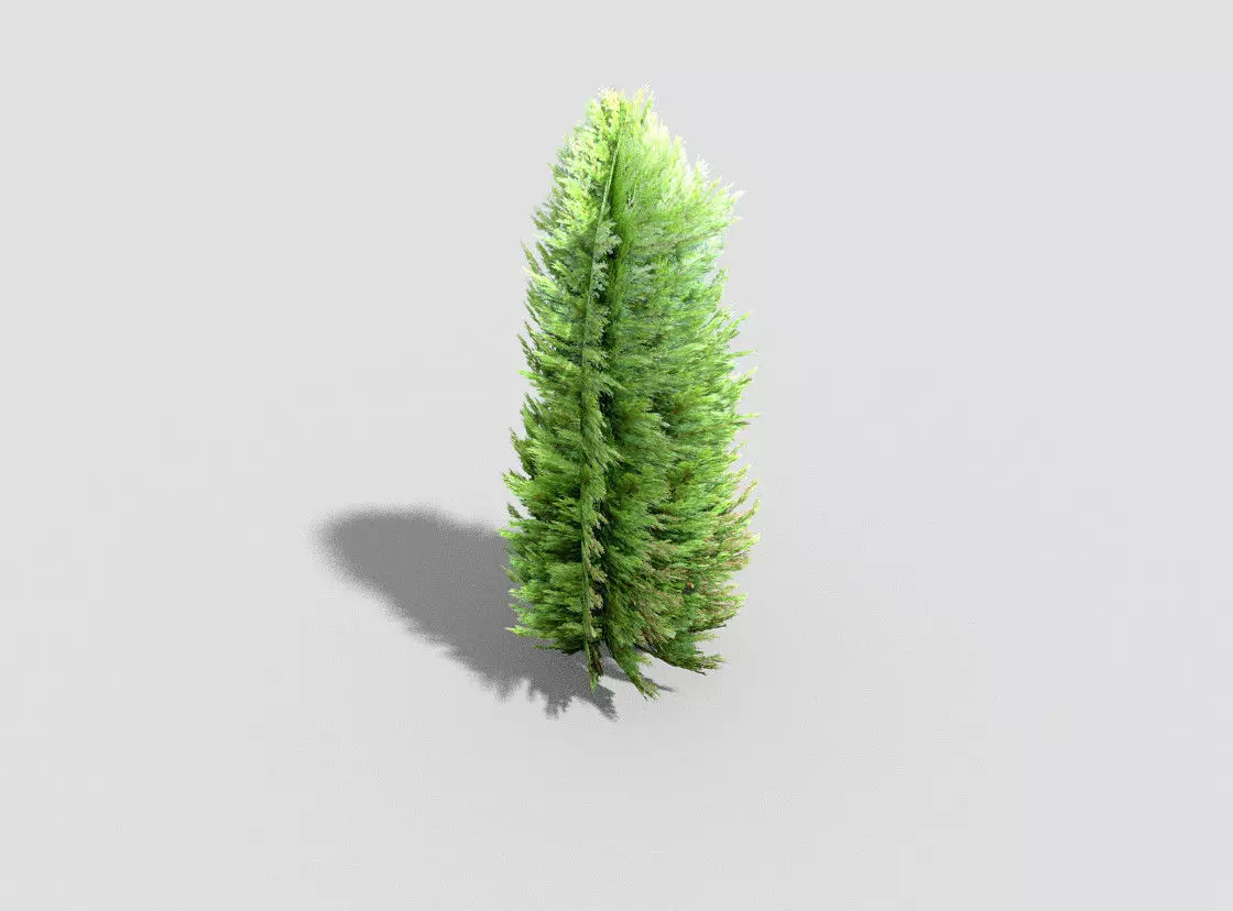 Tree cypress Low-poly 3D model_0