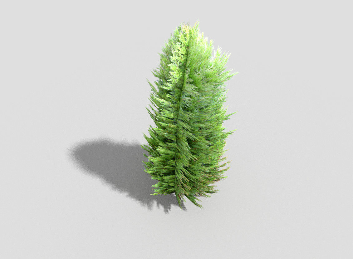 Tree cypress Low-poly 3D model_2