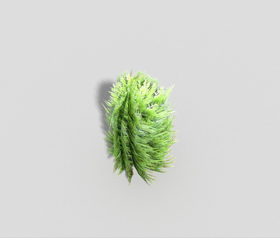 Tree cypress Low-poly 3D model_4