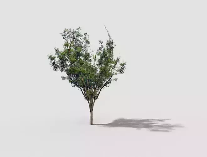 Tree eucalyptus - eucalyptus