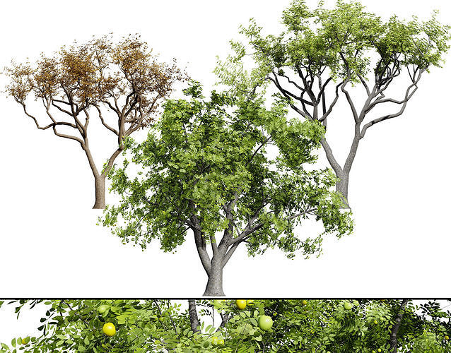 Marula Tree 3D Model Pack Low-poly 3D model