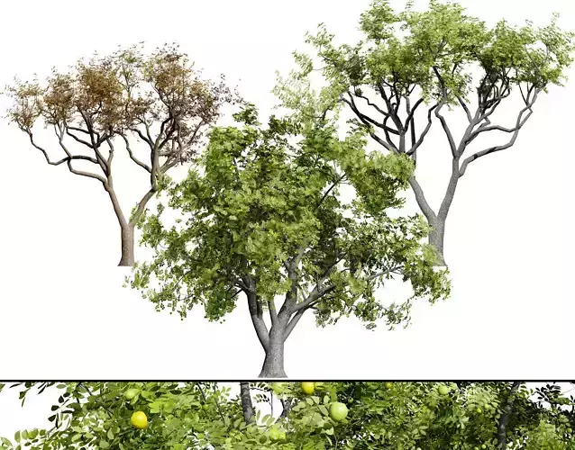 Marula Tree 3D Model Pack Low-poly 3D model