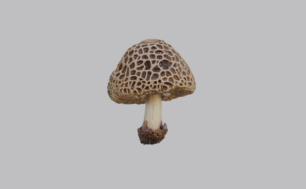 Mushroom Pack 3D model_8