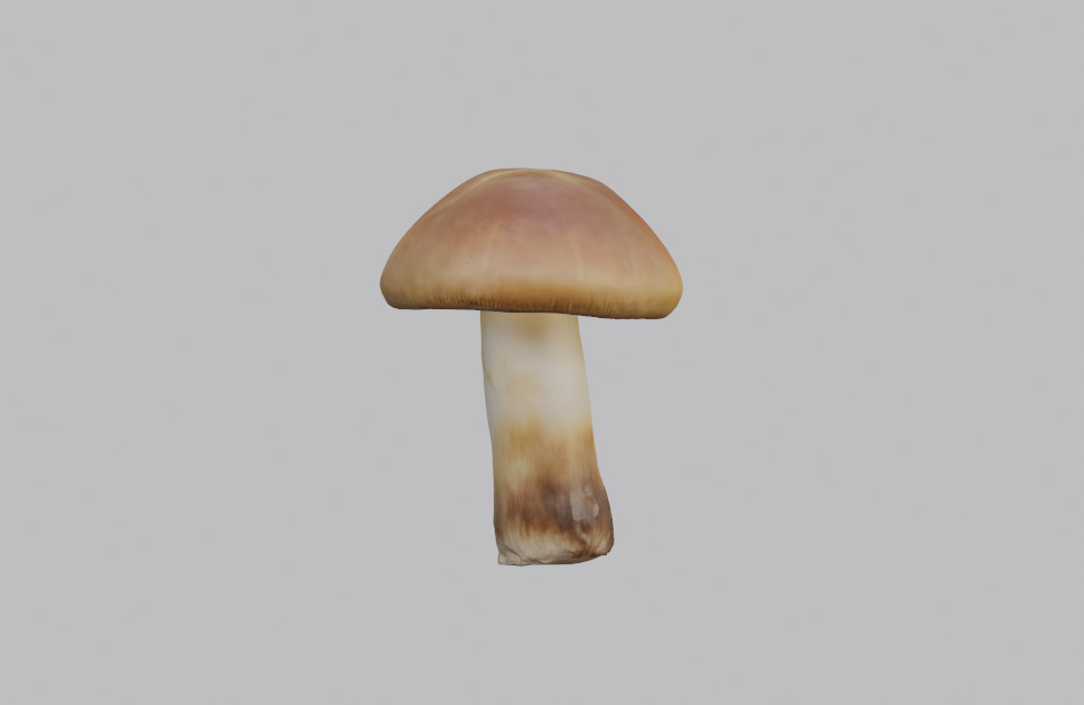 Mushroom Pack 3D model_12