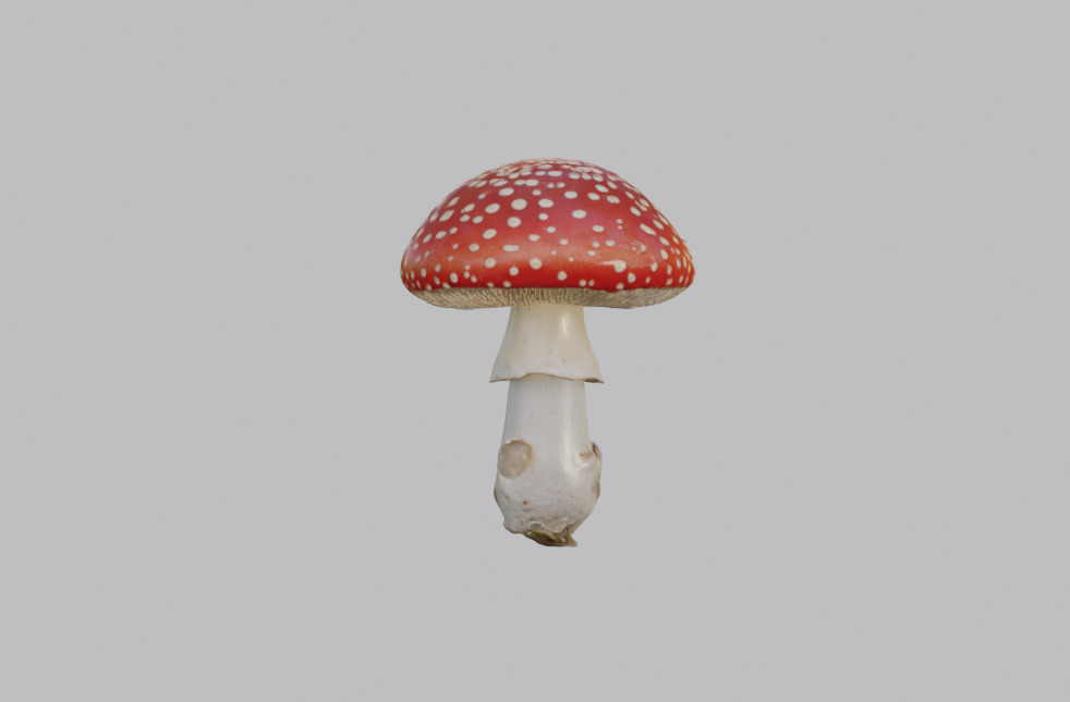 Mushroom Pack 3D model_10