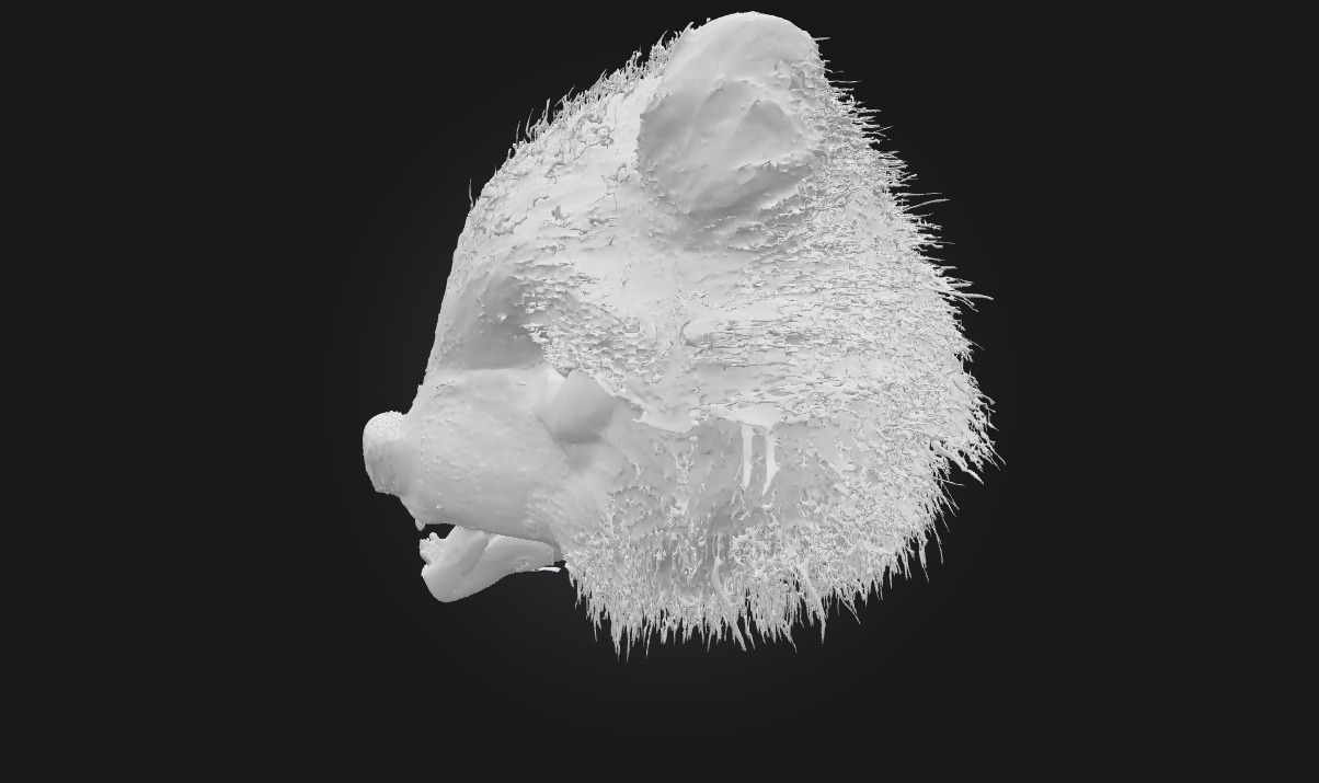 Ferocious Wolf Face Intense Animal Bust Model for Fantasy 3D model_6