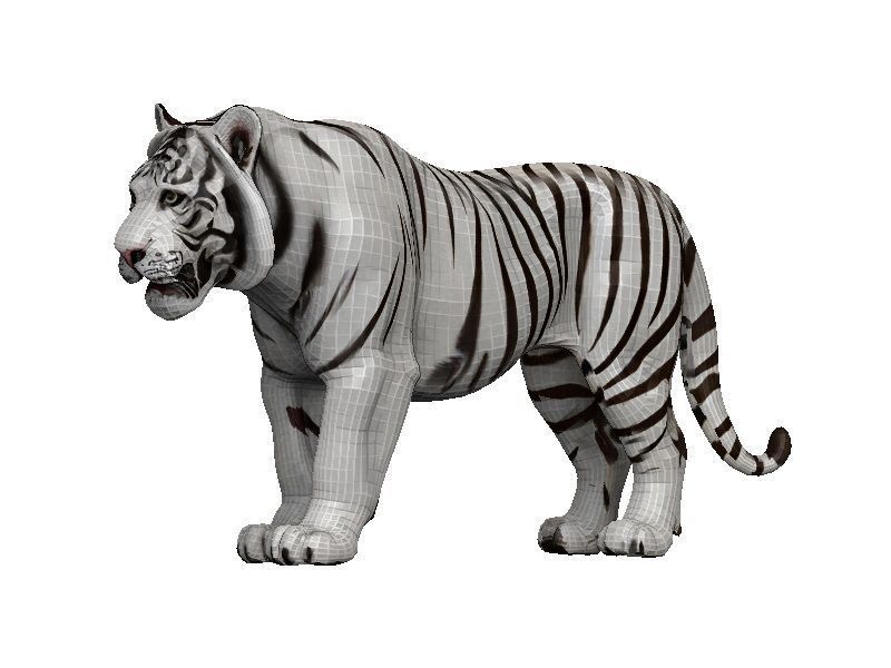 White Tiger Low-poly 3D model_2