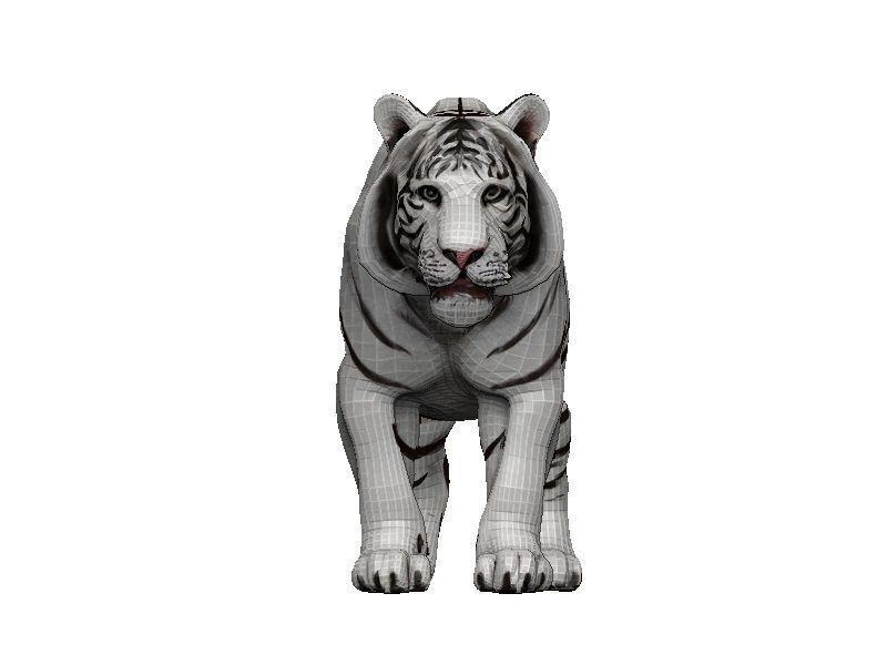 White Tiger Low-poly 3D model_1