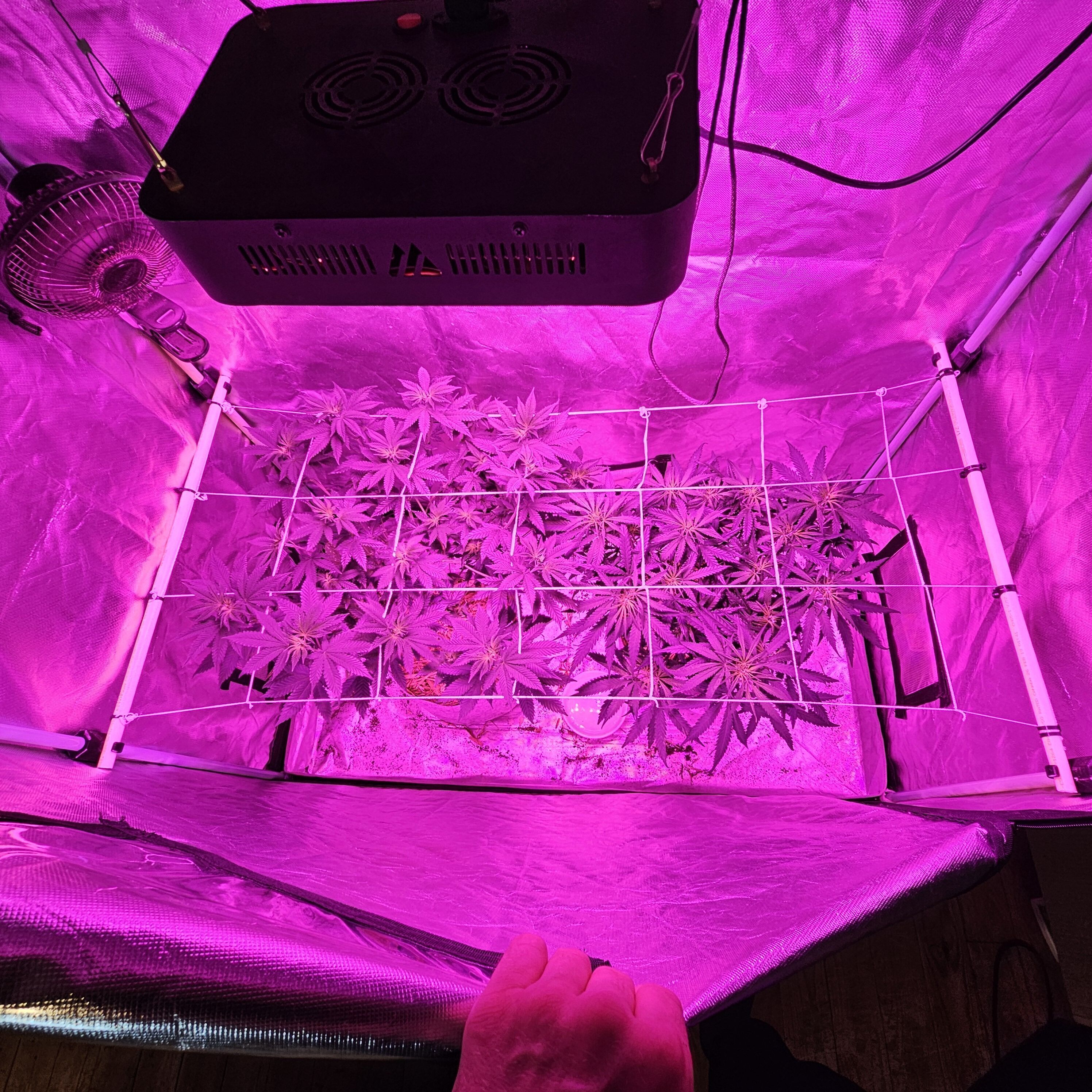 SCROG Net Mounts for Indoor Grow tent 3D print model_1