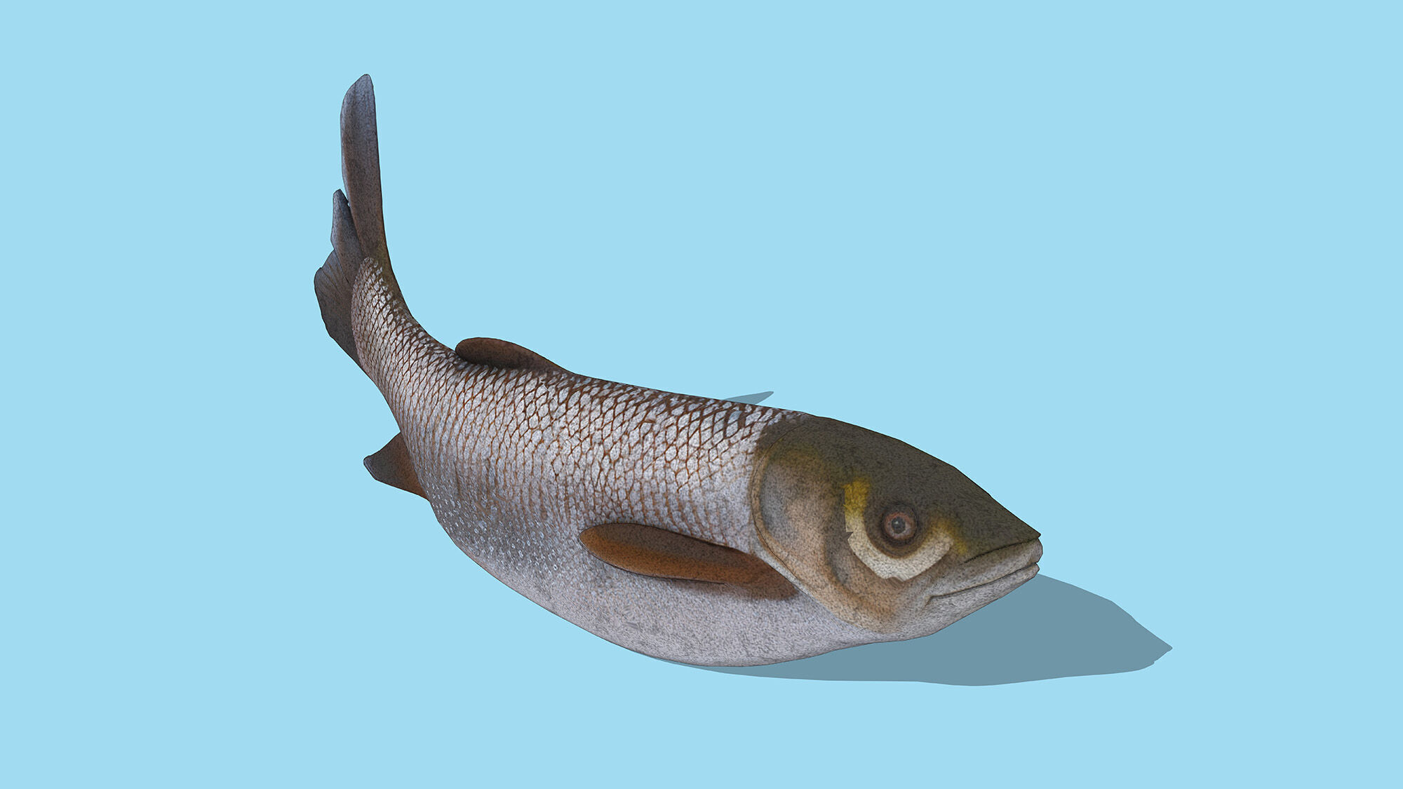 Grass carp Low-poly 3D model_2