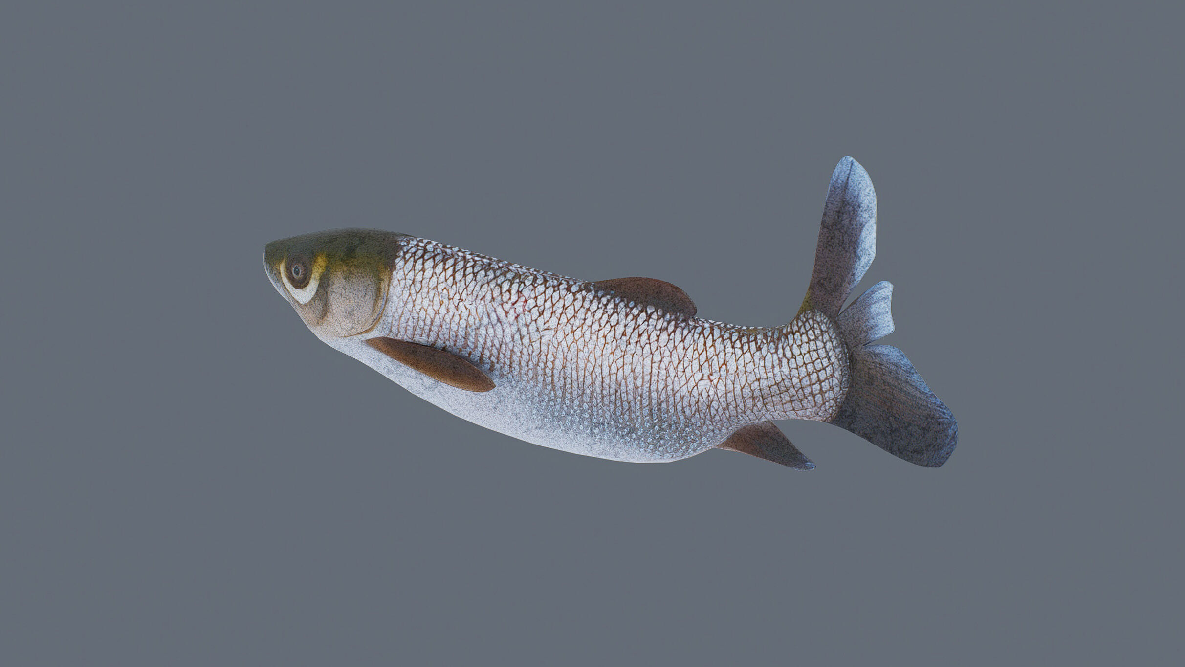 Grass carp Low-poly 3D model_1