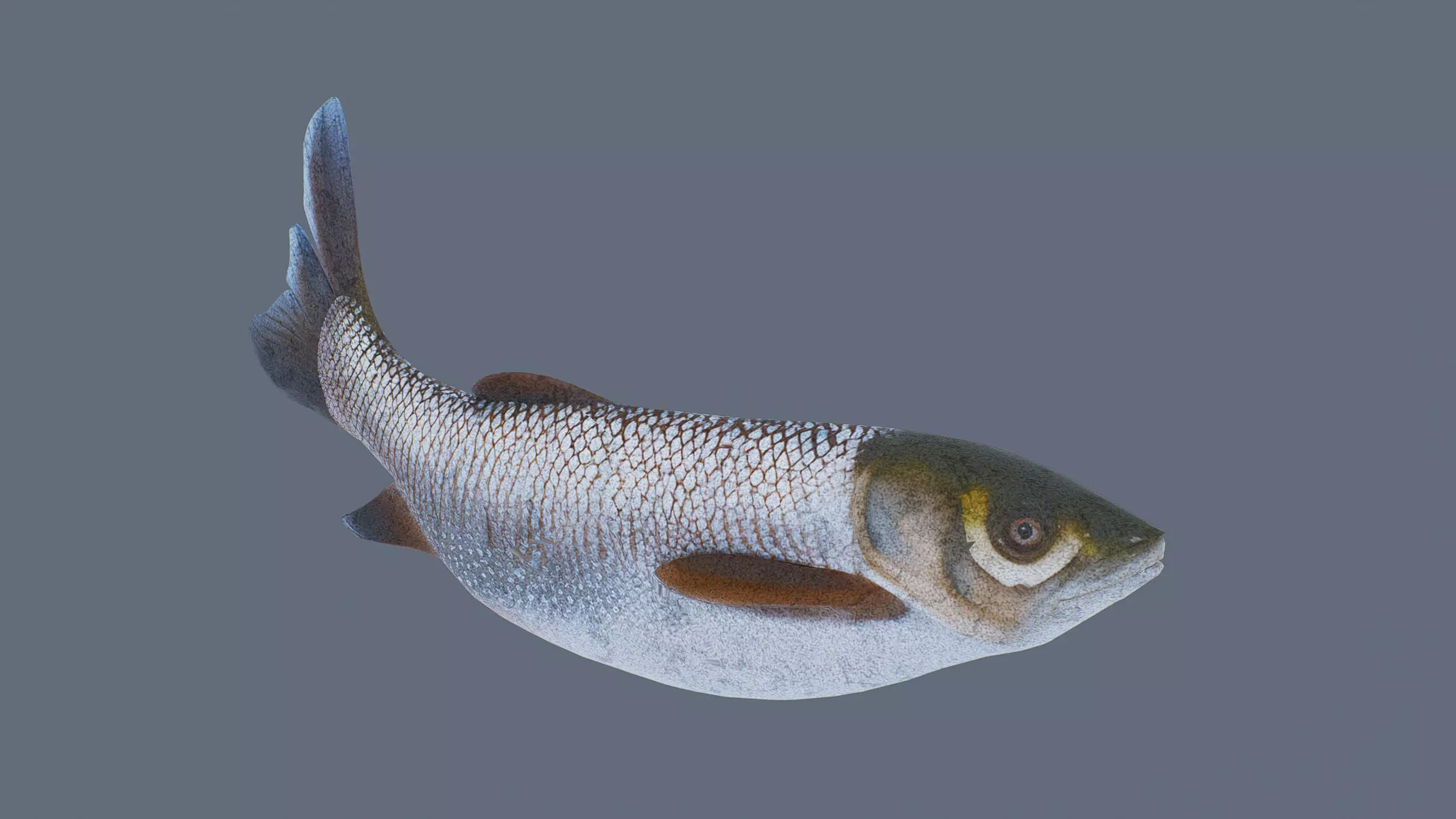Grass carp Low-poly 3D model_0