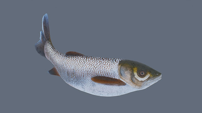 Grass carp Low-poly 3D model