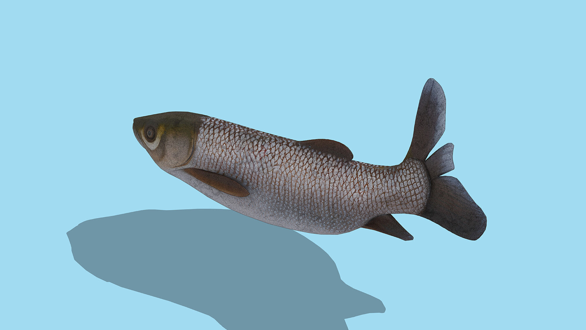 Grass carp Low-poly 3D model_3