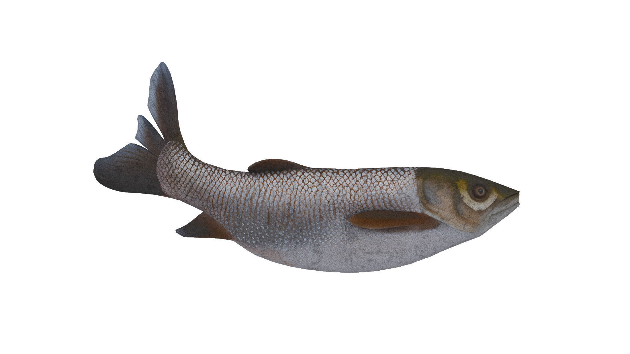 Grass carp Low-poly 3D model_4