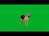 German Sheprador Dog Low-poly 3D model_2