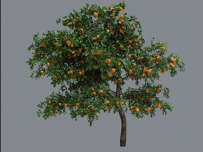 Green plant - kumquat shrub 3D model