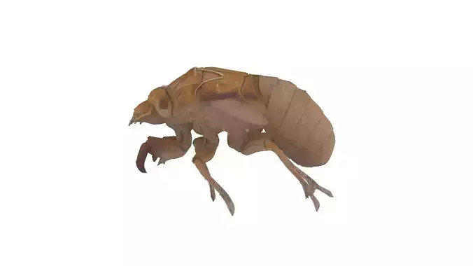 Cicada exoskeleton Low-poly 3D model