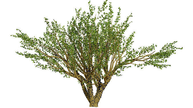 Tropical Jaboticaba Tree 3D Model Low-poly 3D model