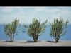 Tropical Jaboticaba Tree 3D Model Low-poly 3D model_1