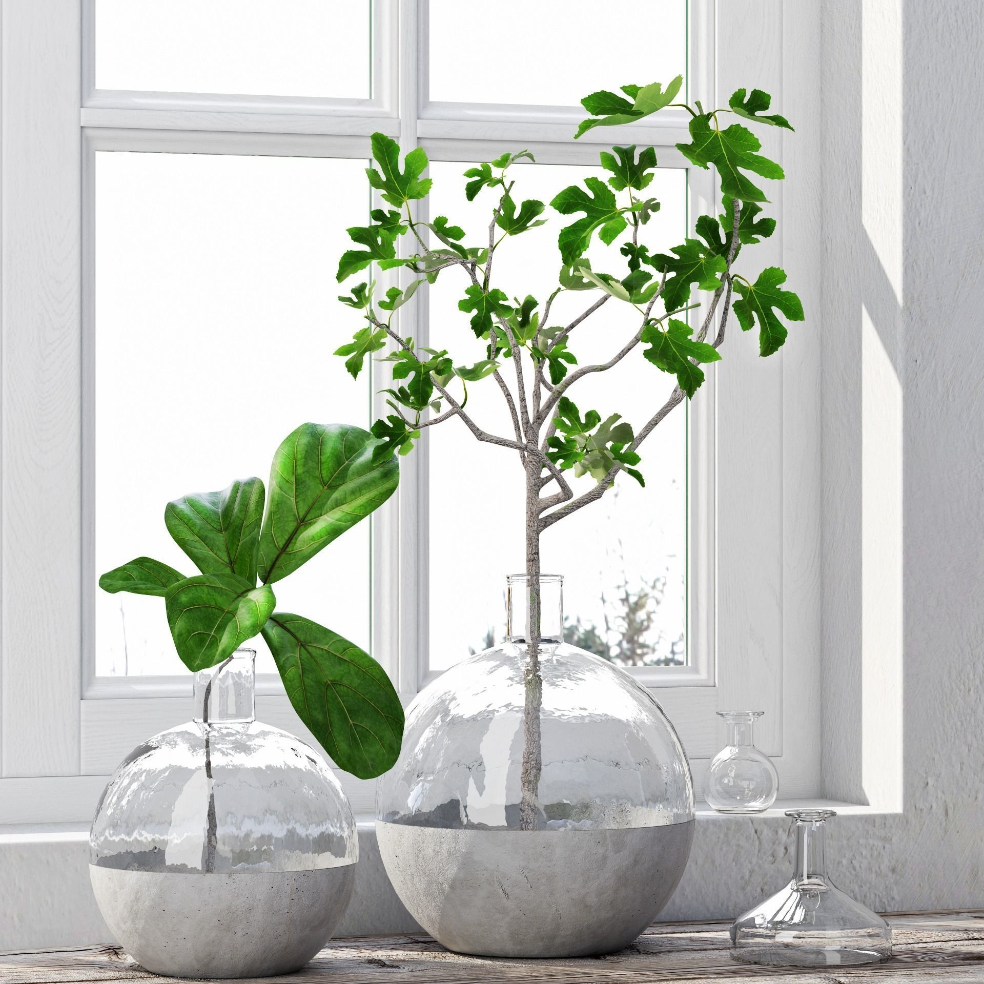 Fig Plants 3D model