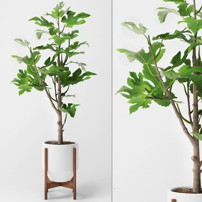 Fig Plant 3D model