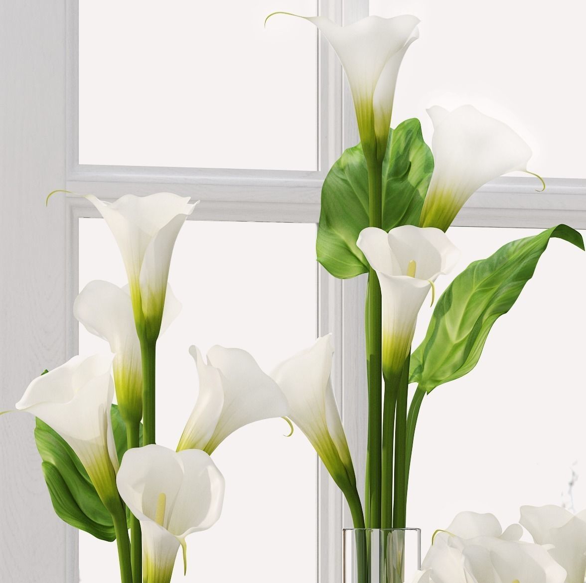 Calla Lily 3D model_2