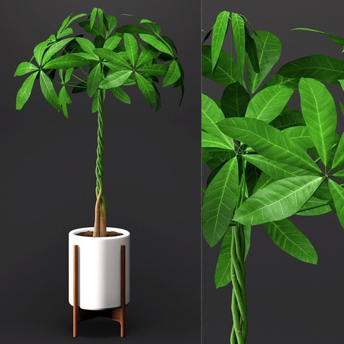 Umbrella Plant - Schefflera 3D model