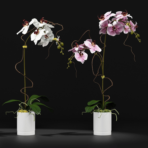 Orchids in pots - in pots 3D model