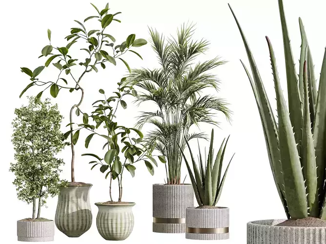 AV Indoor Plants Set 257 Olive and Palm and Aloe Vera 3D model