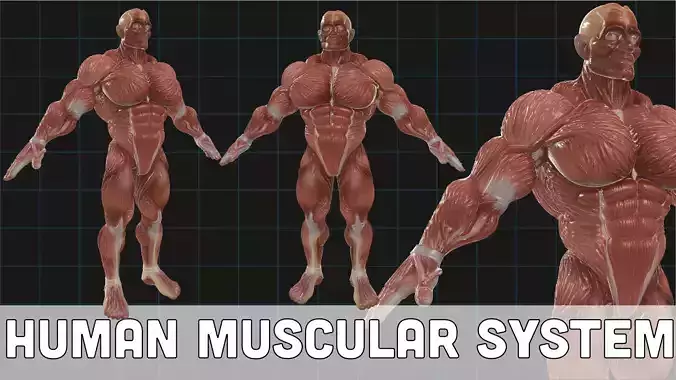 Human Muscular System Anatomical Male Figure Anatomy 3D model