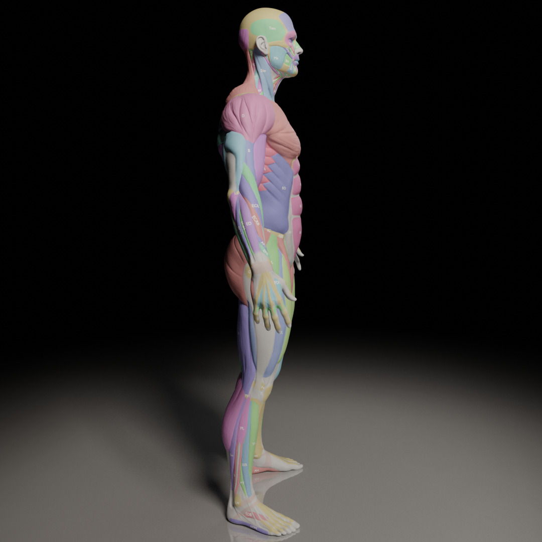 Male Muscle Anatomy Reference 3D model_5