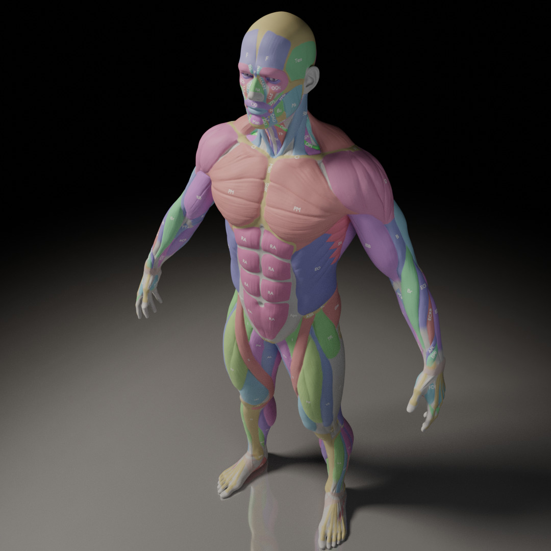 Male Muscle Anatomy Reference 3D model_3