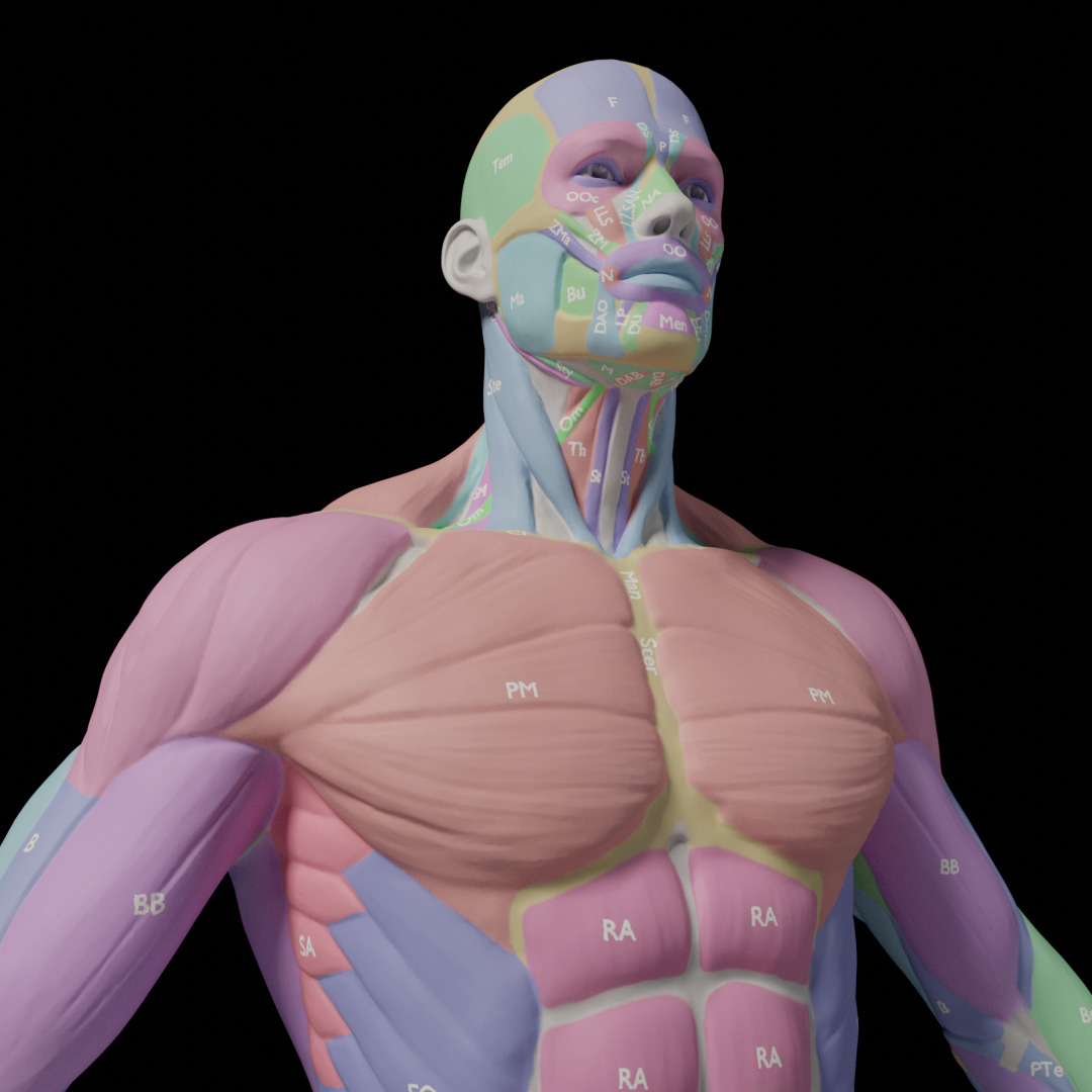 Male Muscle Anatomy Reference 3D model_7