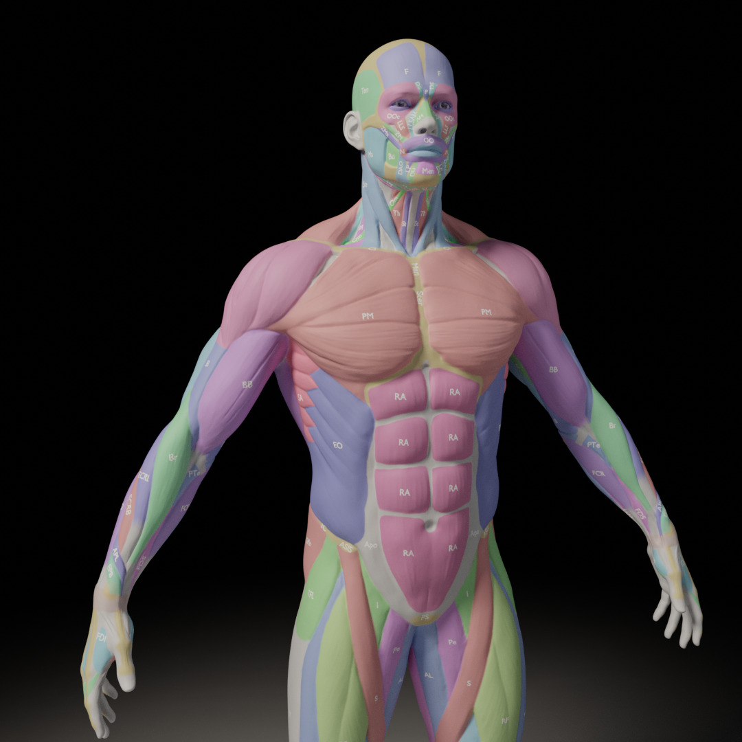 Male Muscle Anatomy Reference 3D model_1