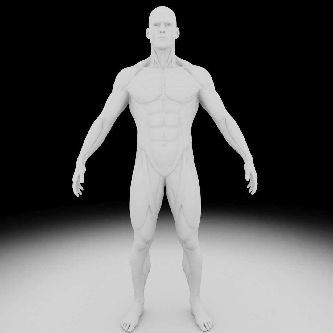 Male Muscle Anatomy Reference 3D model_8