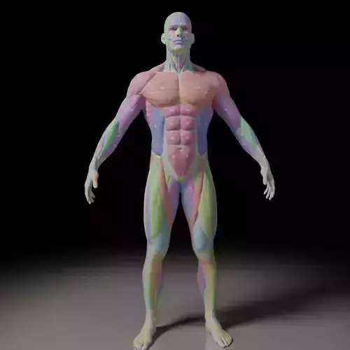 Male Muscle Anatomy Reference