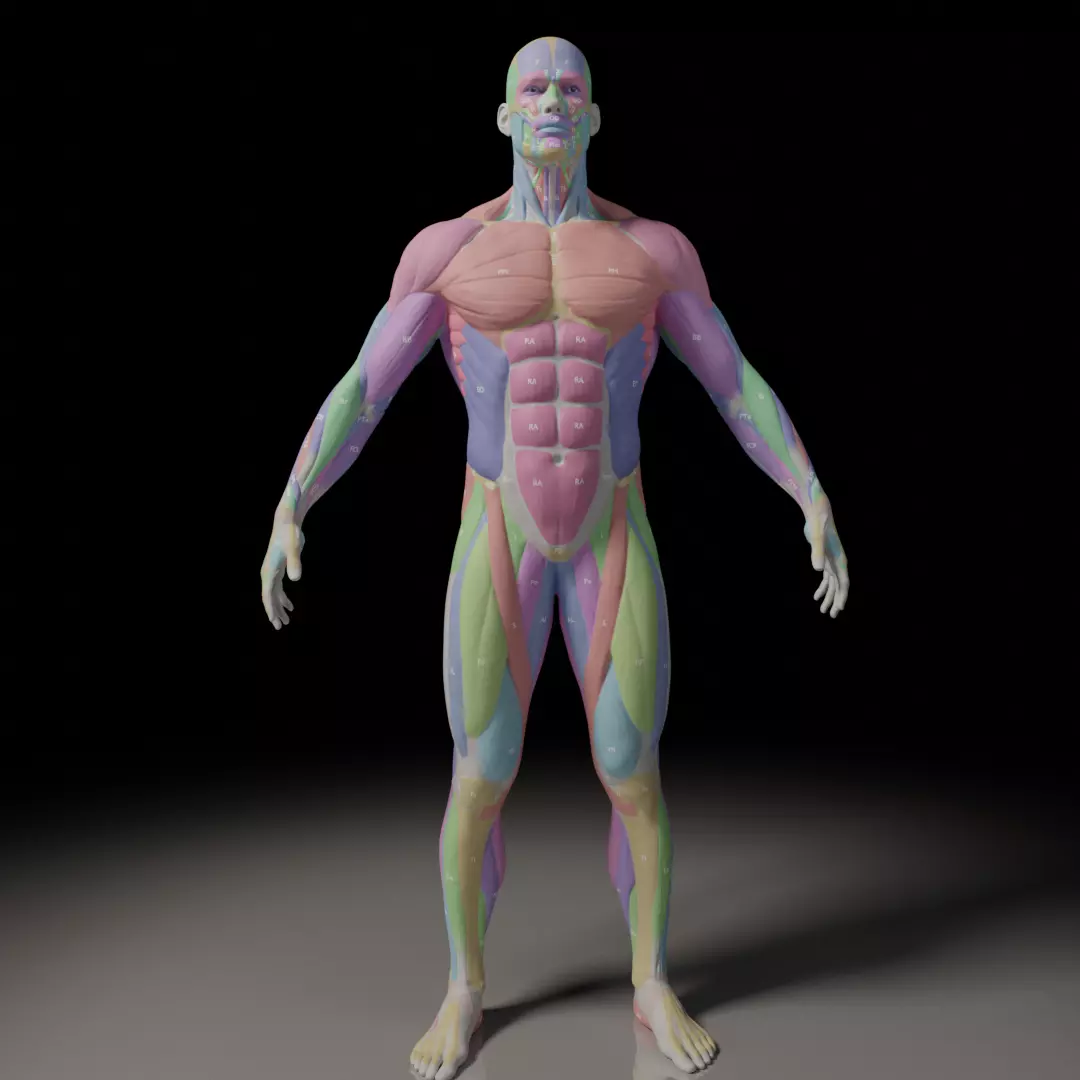 Male Muscle Anatomy Reference 3D model_0