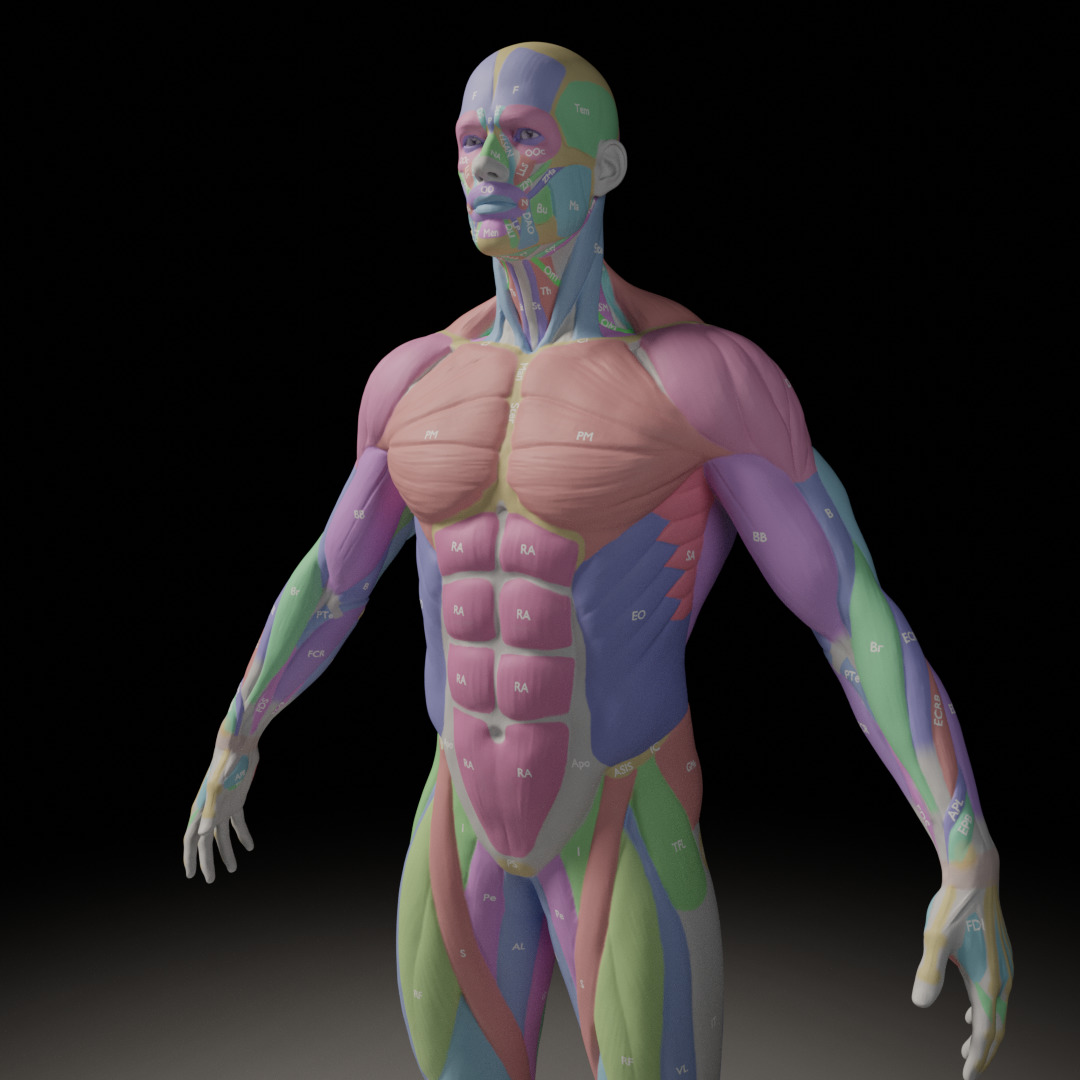 Male Muscle Anatomy Reference 3D model_2