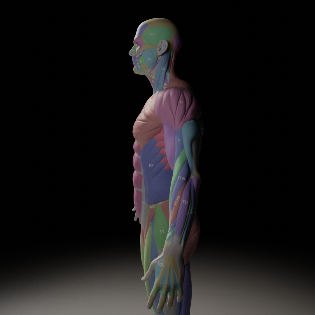 Male Muscle Anatomy Reference 3D model_6