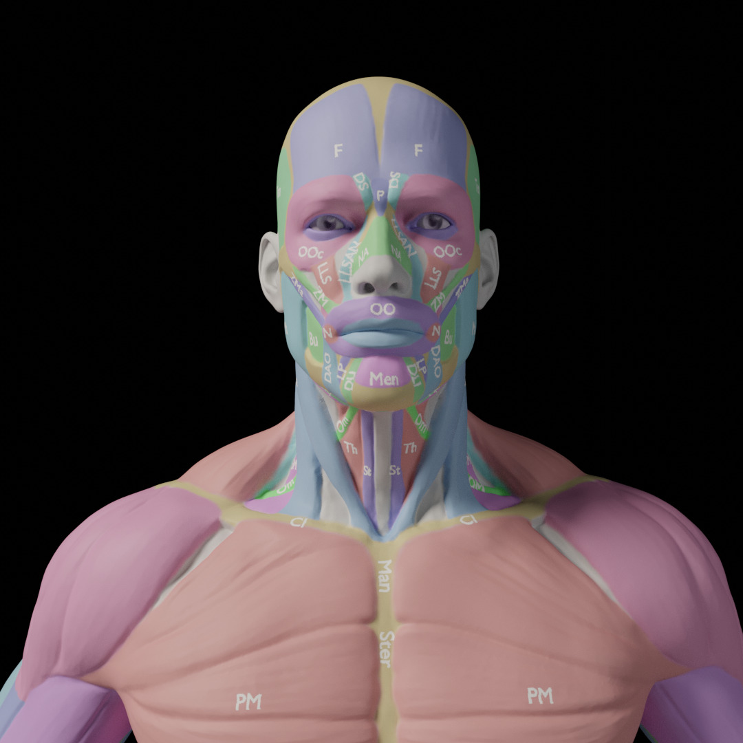 Male Muscle Anatomy Reference 3D model_4