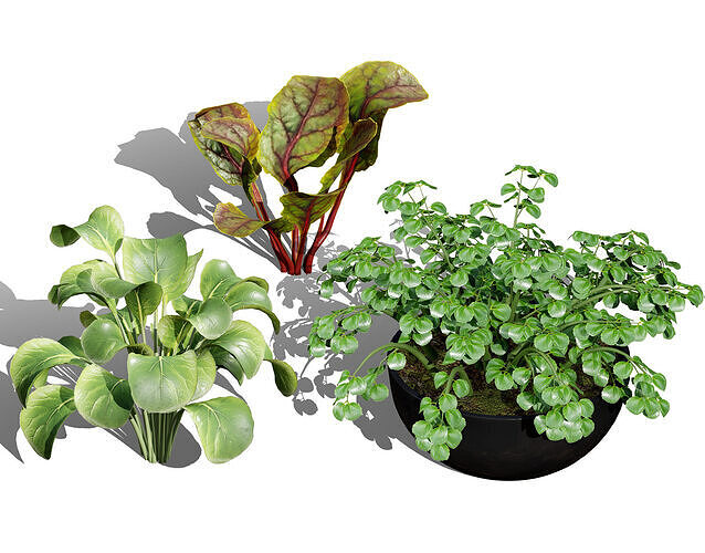 3D Leafy Green Plants Pack Low-poly 3D model