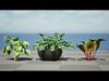 3D Leafy Green Plants Pack Low-poly 3D model_1