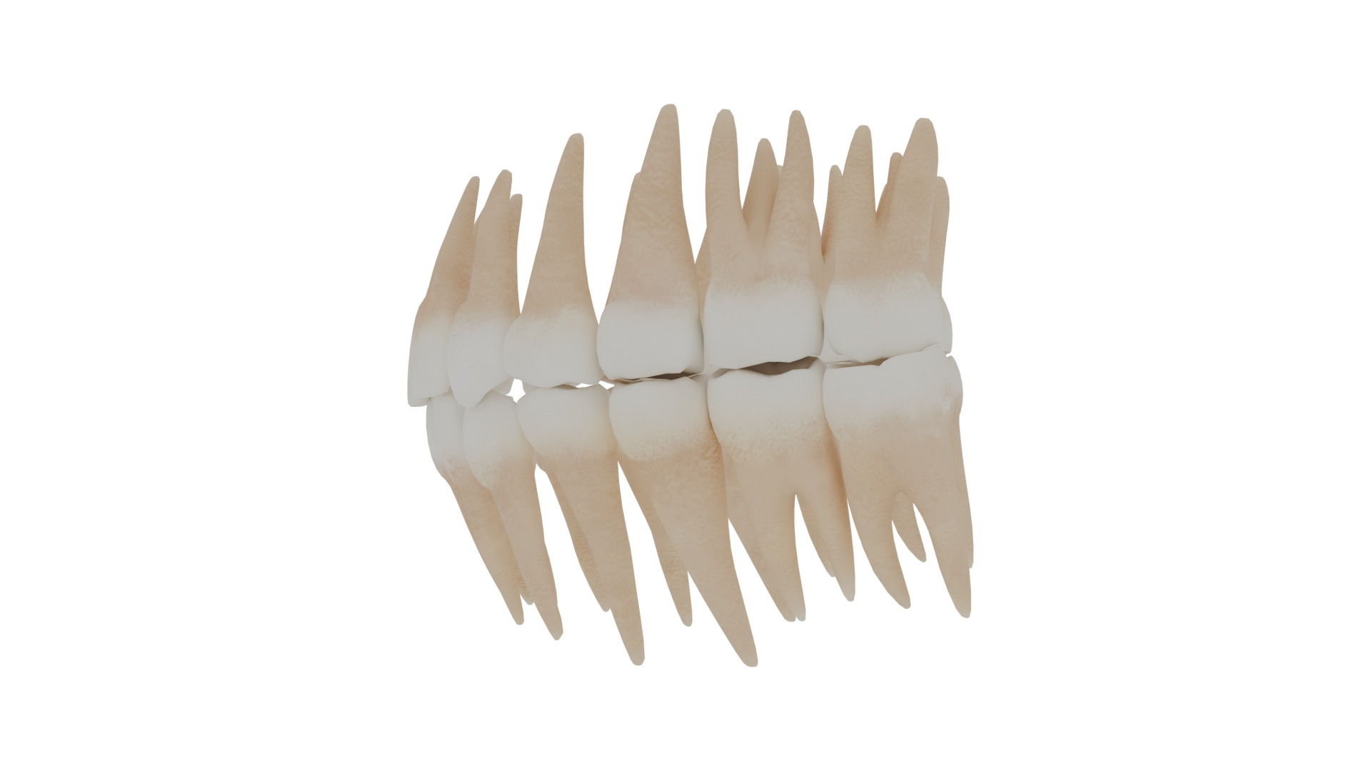 human teeth 3D model_1