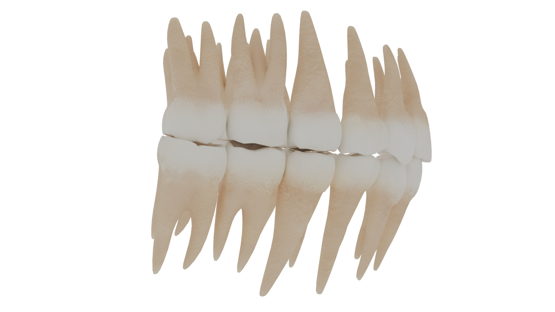 human teeth 3D model_2