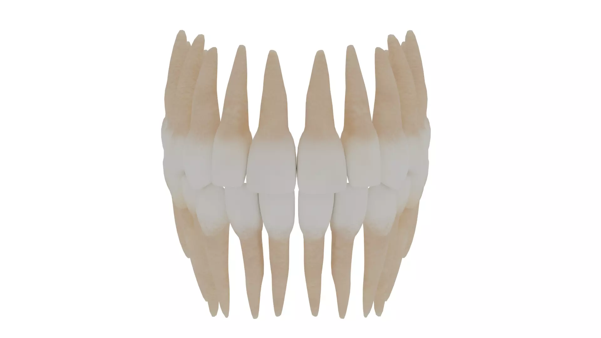 human teeth 3D model_0