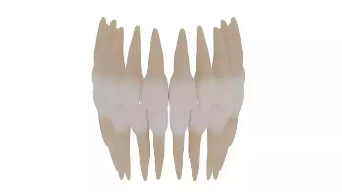 human teeth