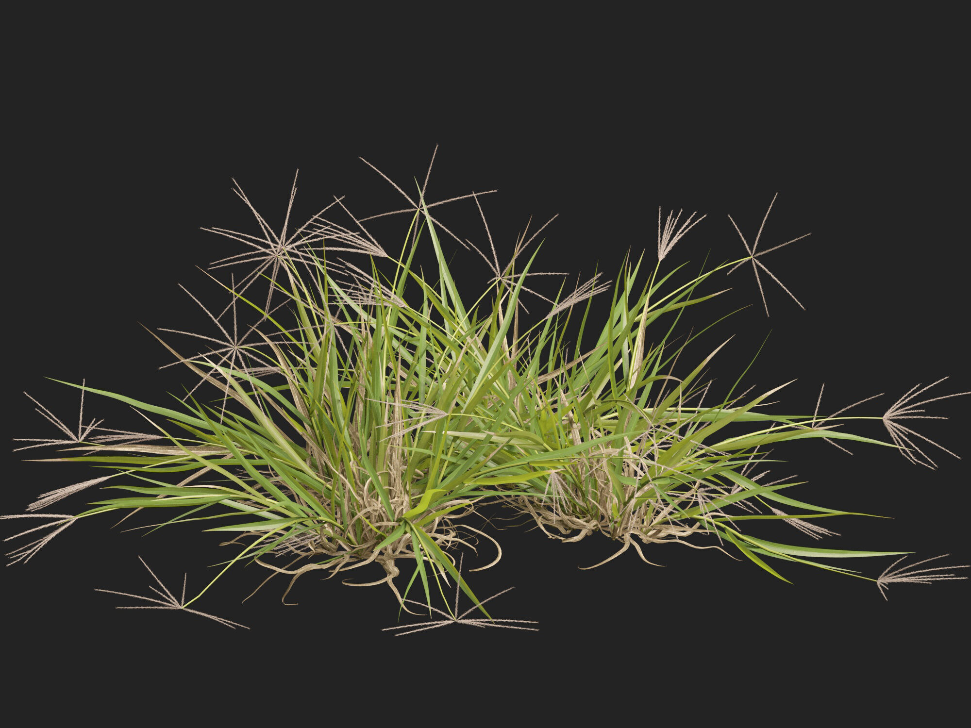 Highpoly-Low Poly -  Enteropogon acicularis - Spider Grass Low-poly 3D model_6