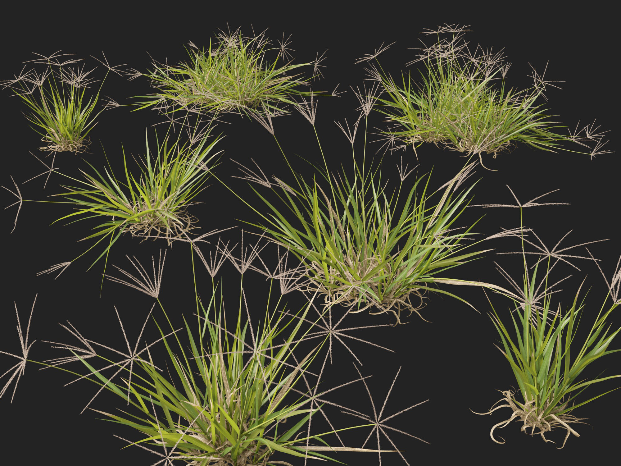 Highpoly-Low Poly -  Enteropogon acicularis - Spider Grass Low-poly 3D model_2
